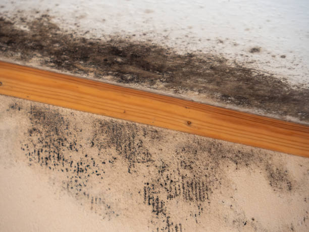 Biohazard Mold Removal in Homeland, CA