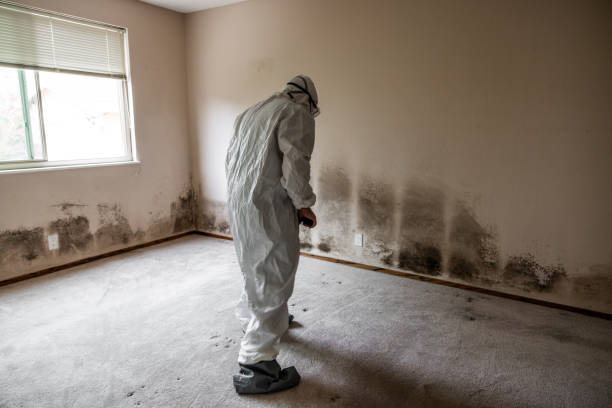 Best Attic Mold Removal  in Homeland, CA